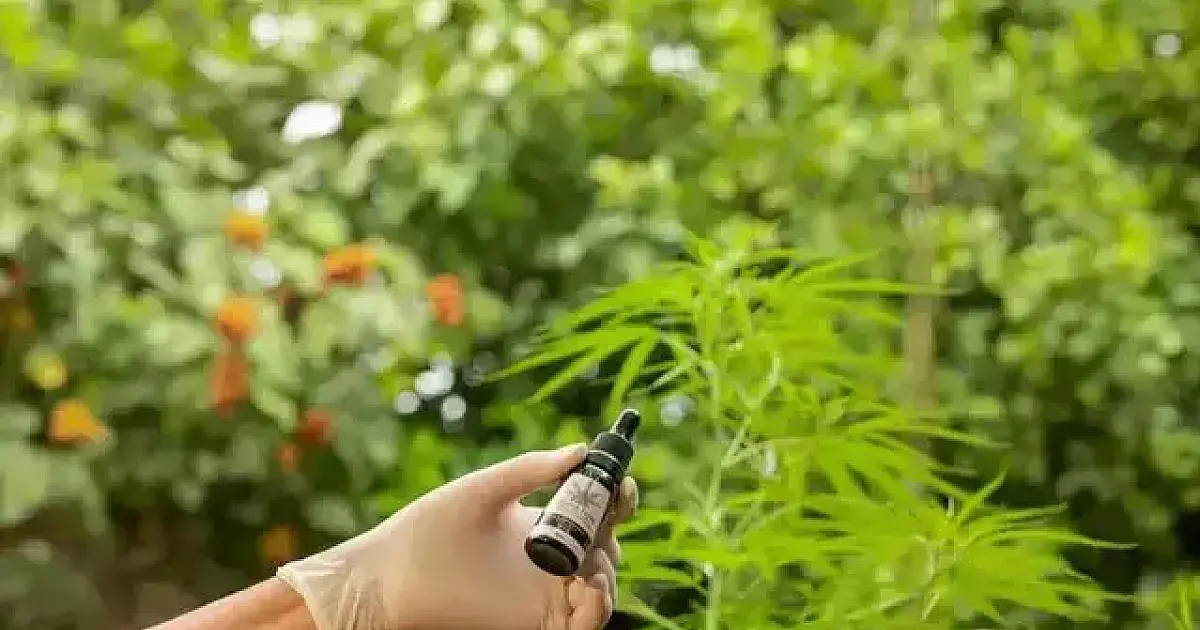 Lei que dá acesso a medicamentos de cannabis começa a valer em 90 dias