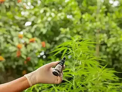 Lei que dá acesso a medicamentos de cannabis começa a valer em 90 dias