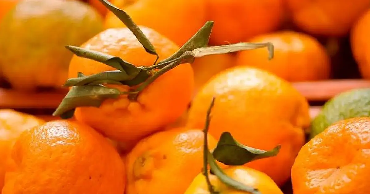 Doença greening: Iagro alerta sobre riscos na compra de mudas irregulares em MS
