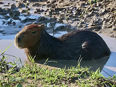 Brigadistas indígenas do Pantanal recebem treinamento para resgate de fauna