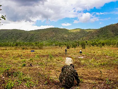 Área atingida por incêndios em 2020 começa a ser recuperada com plantio de mudas