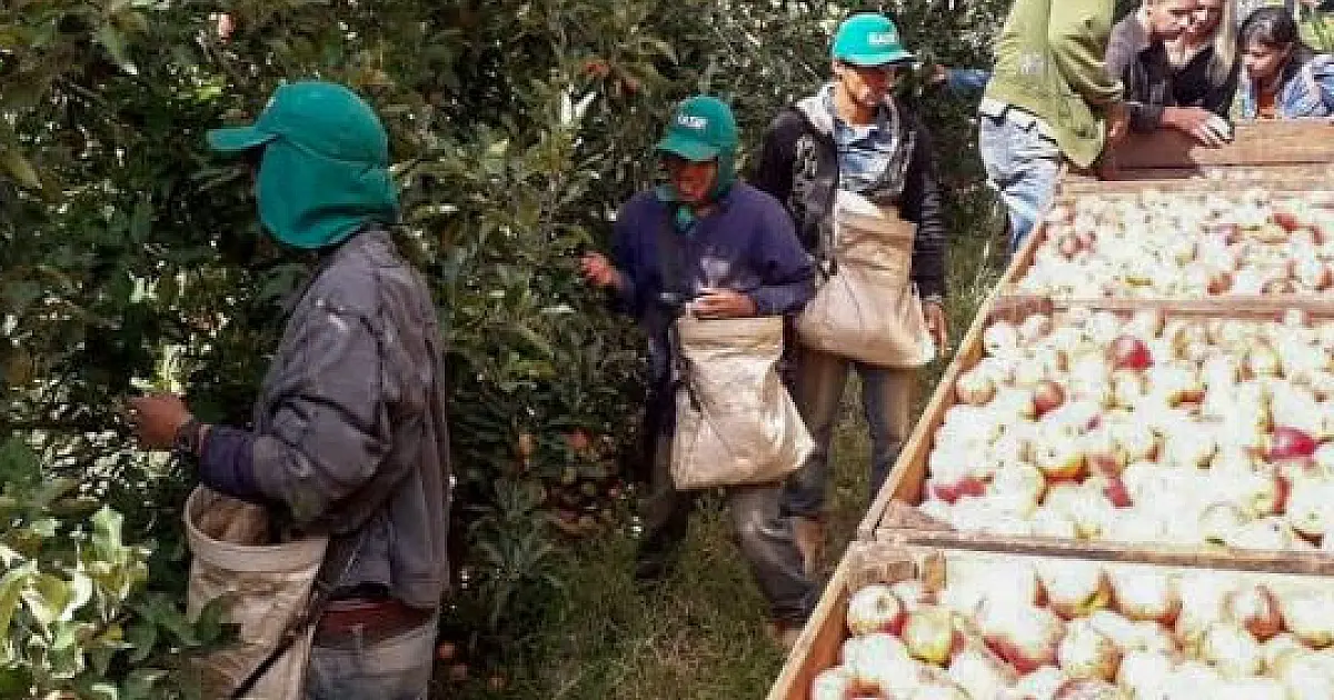 Quase 8 mil indígenas do estado trabalharam na colheita de maça em SC e RS