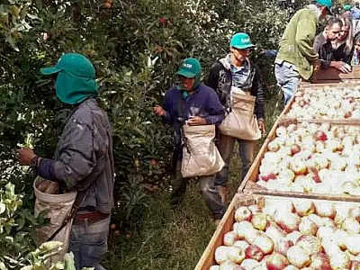 Quase 8 mil indígenas do estado trabalharam na colheita de maça em SC e RS