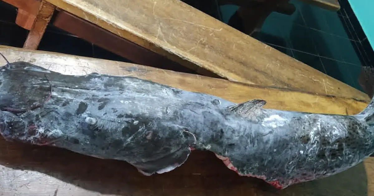 Pescador exibe captura ilegal de Pintado nas redes sociais e é multado pela PMA