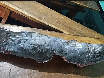 Pescador exibe captura ilegal de Pintado nas redes sociais e é multado pela PMA