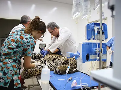 Morre onça resgatada com queimaduras graves nos incêndios do Pantanal