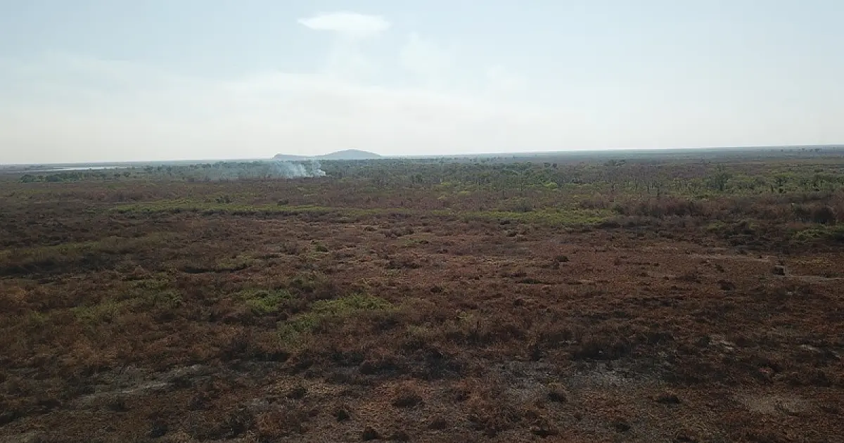 Pesquisa mostra o impacto dos incêndios de 2020 na biodiversidade do Pantanal