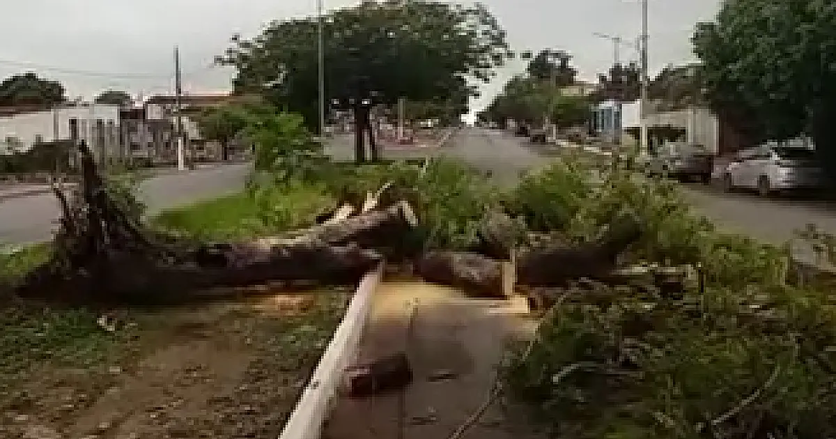 Queda de Flamboyant interdita parte da 14 de Março em Ladário