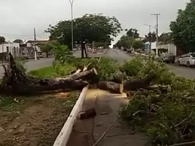 Queda de Flamboyant interdita parte da 14 de Março em Ladário