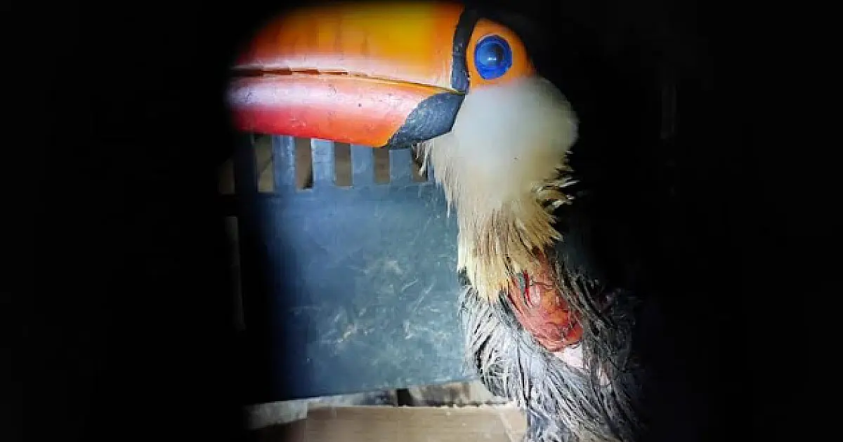 Tucano é resgatado em residência ferido por linha de pipa com cerol