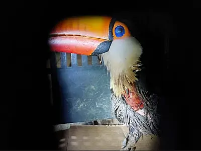 Tucano é resgatado em residência ferido por linha de pipa com cerol