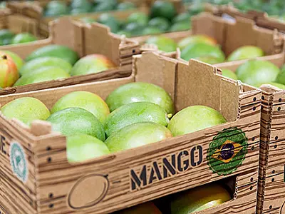 Brasil inicia primeiro curso de certificação de frutas para auditores agropecuários