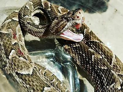 Cobra Boca de Sapo é capturada em frente aos banheiros químicos do FAS