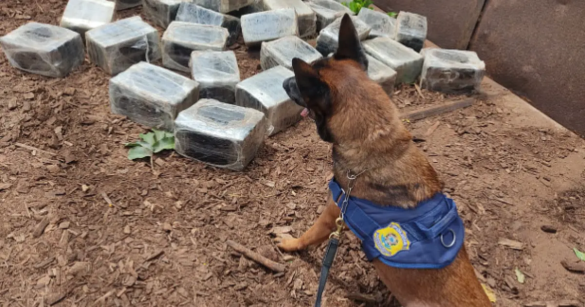 Cães farejadores da PRF localizam 283 kg de maconha em carga de serragem na BR 262