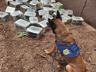 Cães farejadores da PRF localizam 283 kg de maconha em carga de serragem na BR 262