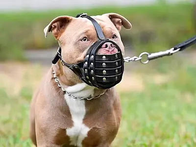 PL obriga uso de focinheira e define regras para condução de cães em Corumbá