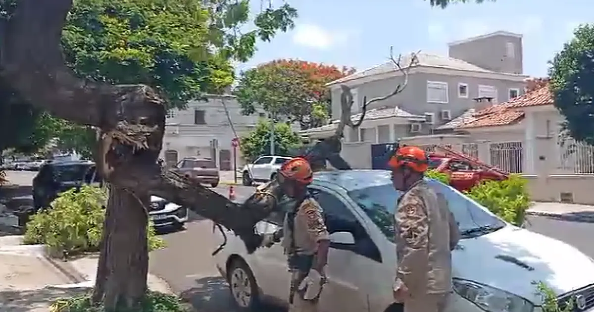 Árvore cai sobre carro no centro