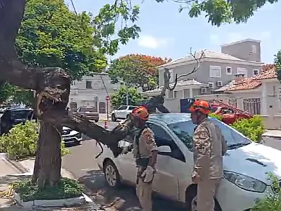 Árvore cai sobre carro no centro
