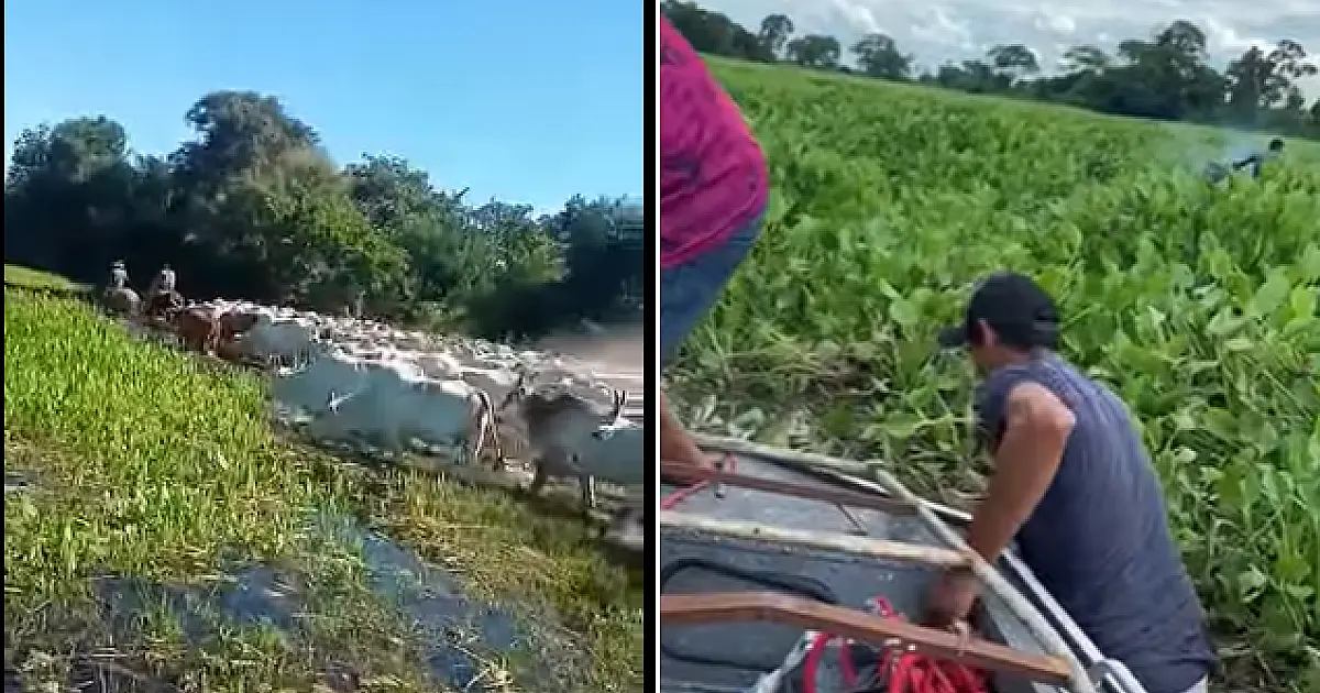 Nível do rio Paraguai ultrapassa média dos últimos cinco anos em toda sua extensão