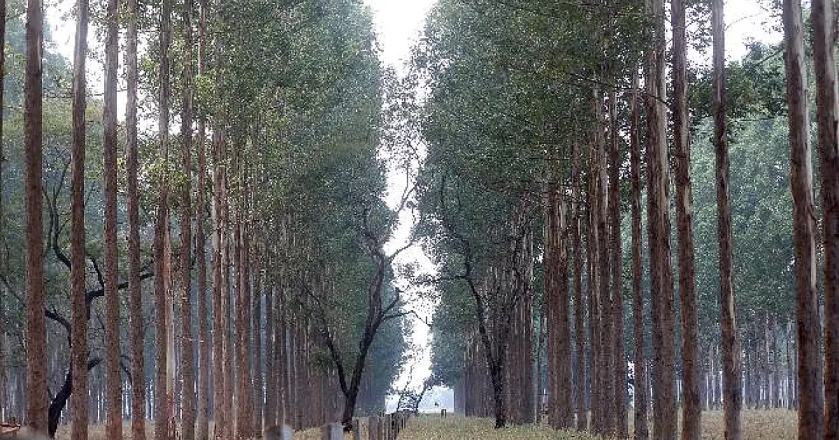 Área de florestas plantadas no Estado triplicou em uma década