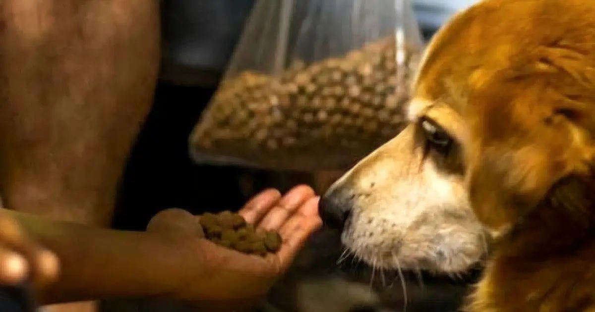 Projeto de Lei prevê suporte àquelas pessoas que cuidam de animais de forma independente