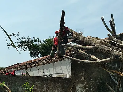 Árvore de grande porte cai sobre casa na avenida Rio Branco