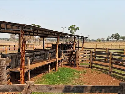 Operação aplica R$ 13.500 em multas por desmatamento ilegal no Pantanal