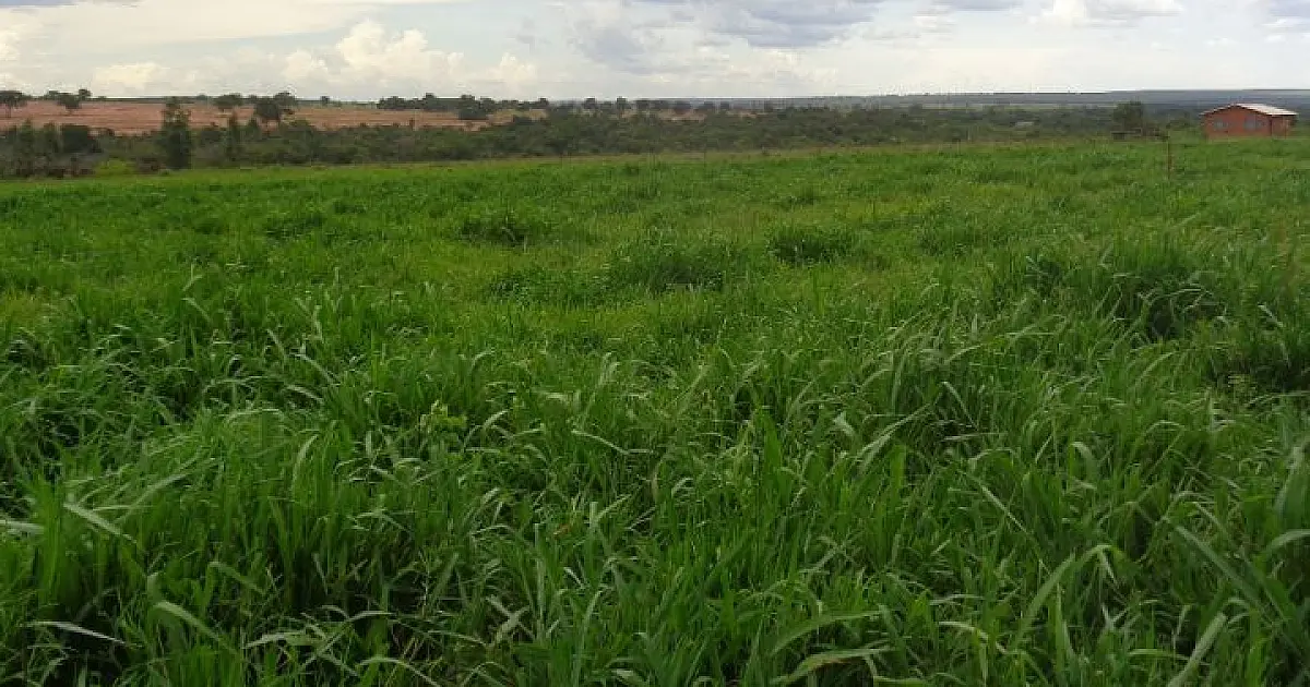 MS tem 4,7 milhões de hectares de pastagens para recuperar e ampliar produtividade