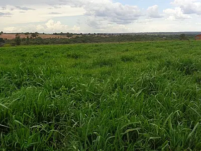 MS tem 4,7 milhões de hectares de pastagens para recuperar e ampliar produtividade