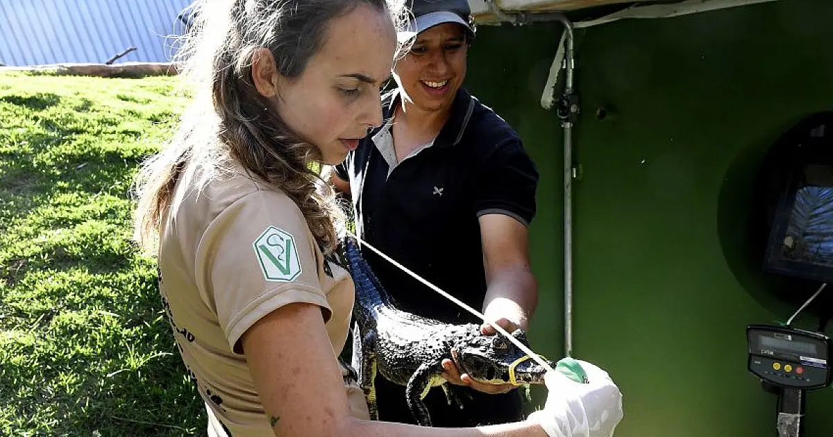 Jacarés do Bioparque Pantanal recebem chips para controle da saúde dos répteis