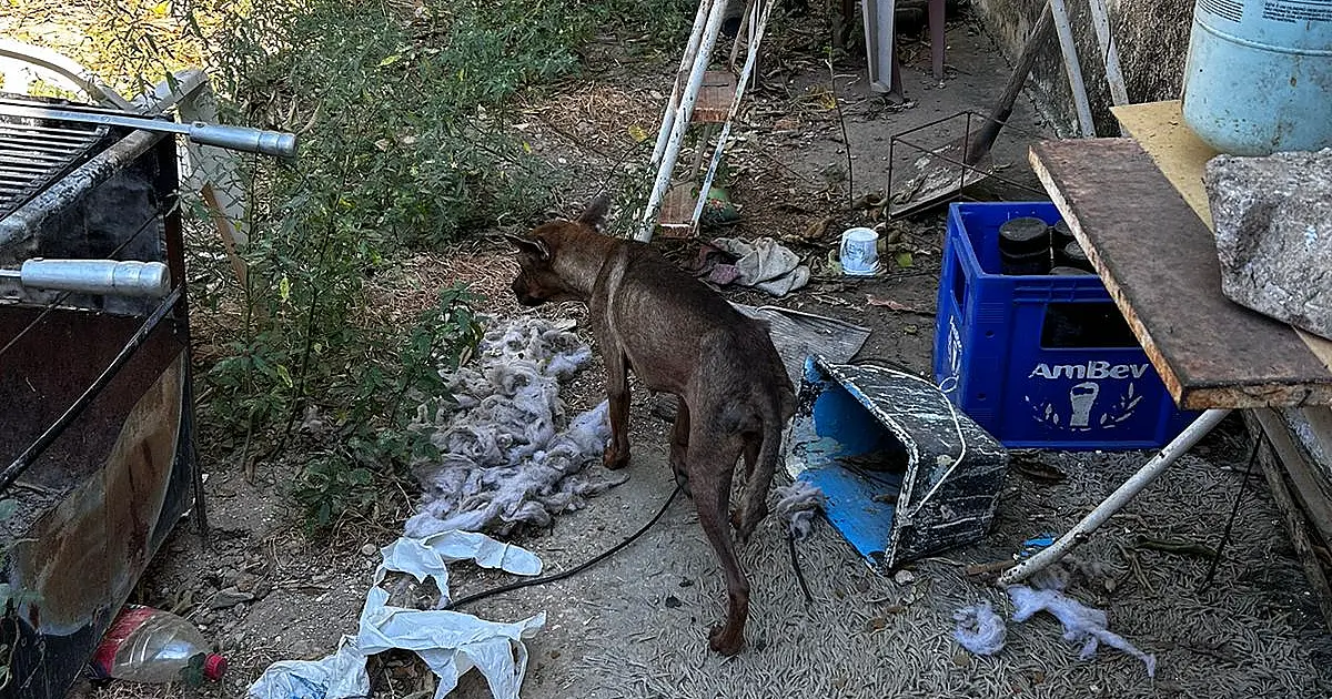 Civil resgata cães abandonados em imóvel fechado no bairro Guatós