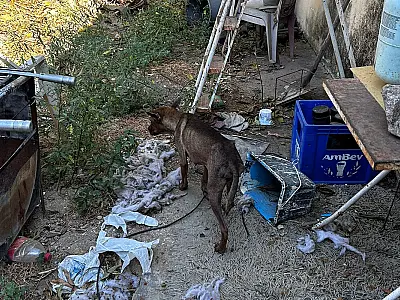 Civil resgata cães abandonados em imóvel fechado no bairro Guatós