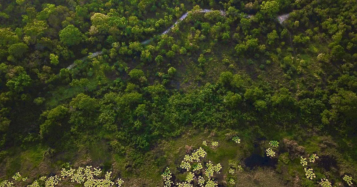 Cobertura florestal mundial perde 3,7 milhões de hectares em 2023