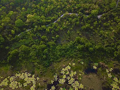 Cobertura florestal mundial perde 3,7 milhões de hectares em 2023