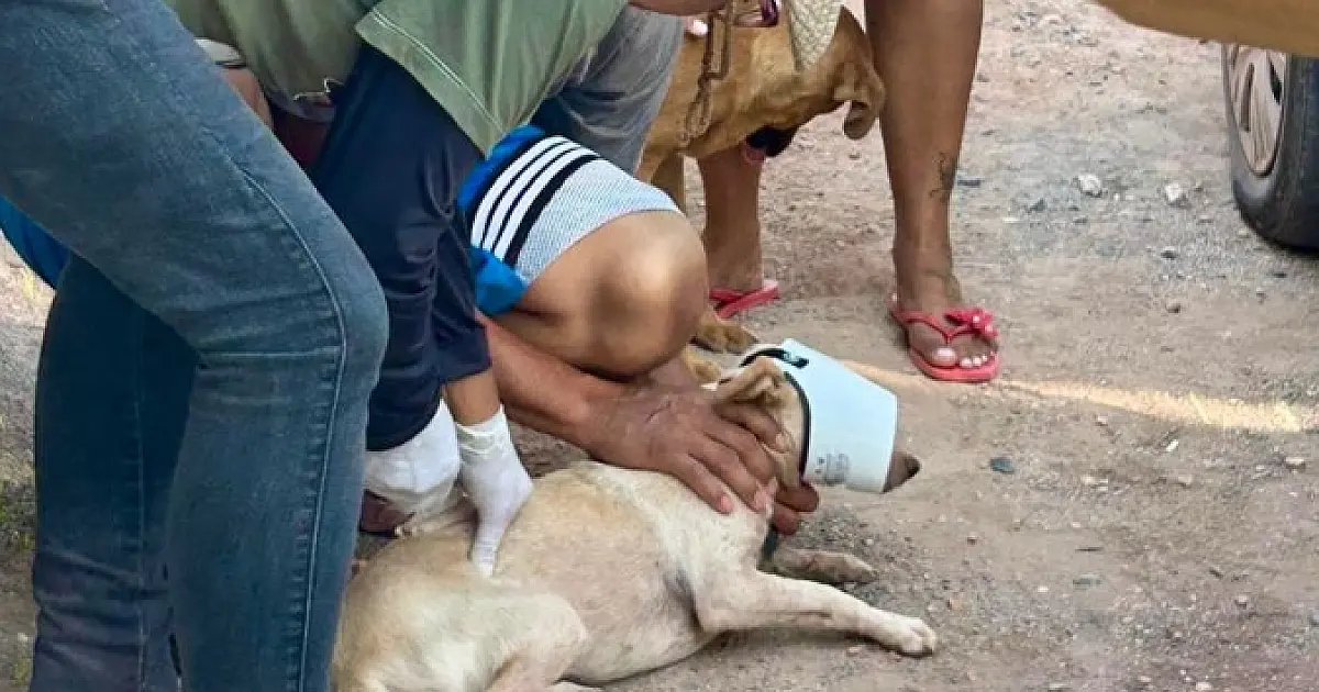 Vacinação antirrábica segue até 15 de outubro em Ladário