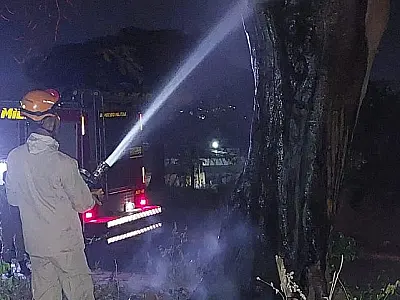 Incêndio queima parte de árvore da espécie Flamboyant no Popular Velha