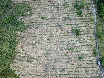 Projeto de recuperação no Pantanal com 25 mil mudas soma esforços em ações de conservação