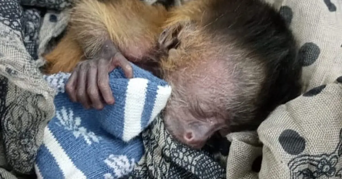 Filhote de macaco-prego recebe mamadeira a cada 2 horas e é mantido em ambiente aquecido