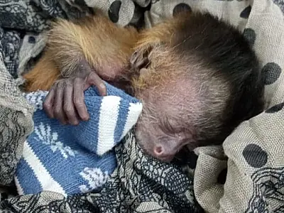 Filhote de macaco-prego recebe mamadeira a cada 2 horas e é mantido em ambiente aquecido