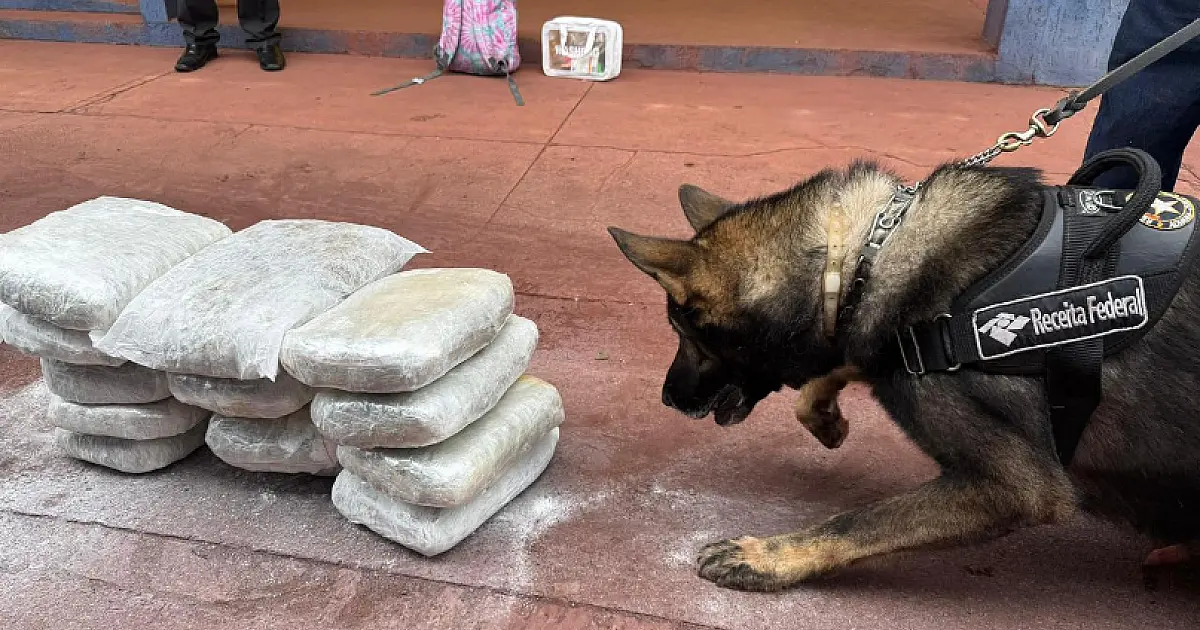 Ônibus que seguia para São Paulo é interceptado com 15 kg de skunk em Corumbá