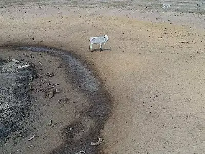 Dono de fazenda é liberado após se comprometer cuidar dos 716 bovinos ainda vivos