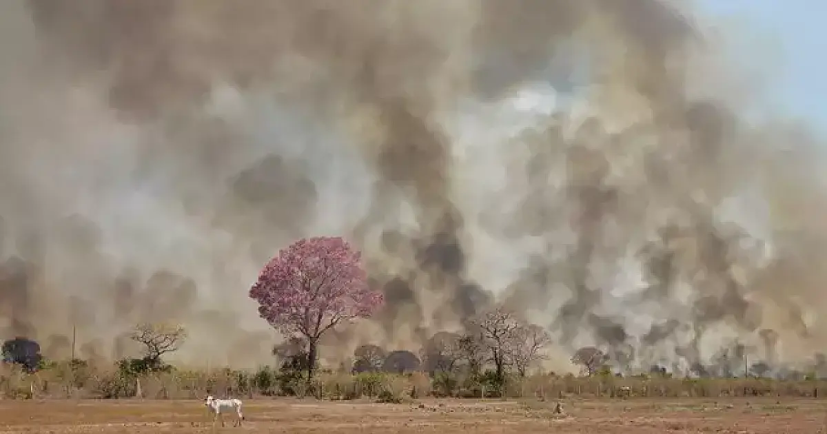 Vegetação nativa cai e pasto aumenta no Pantanal, aponta relatório do MapBiomas