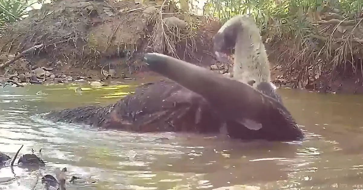 Registro raro: tamanduá-bandeira é visto "tomando banho" no Pantanal