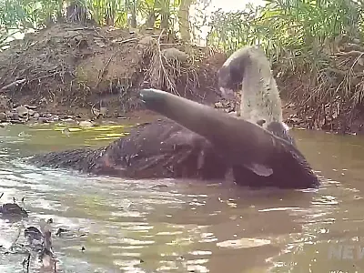 Registro raro: tamanduá-bandeira é visto "tomando banho" no Pantanal