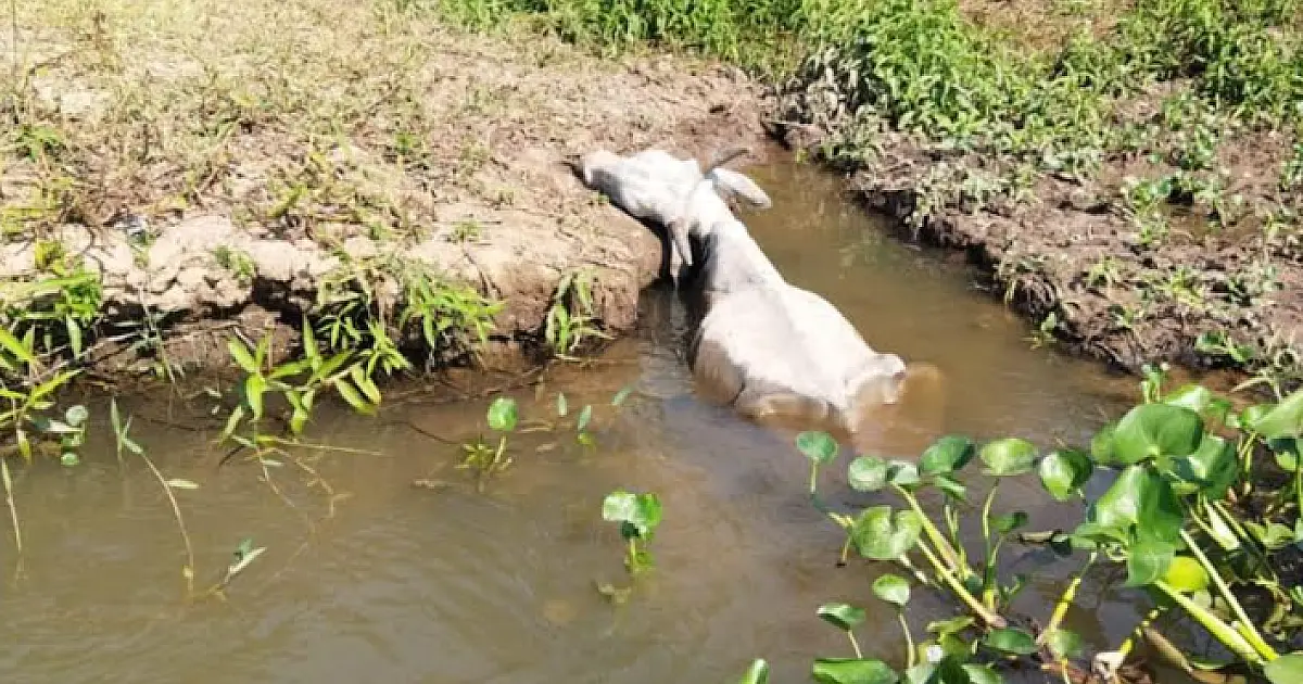 PMA investiga abandono de gado em fazenda as margens do rio Taquari