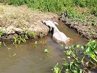 PMA investiga abandono de gado em fazenda as margens do rio Taquari