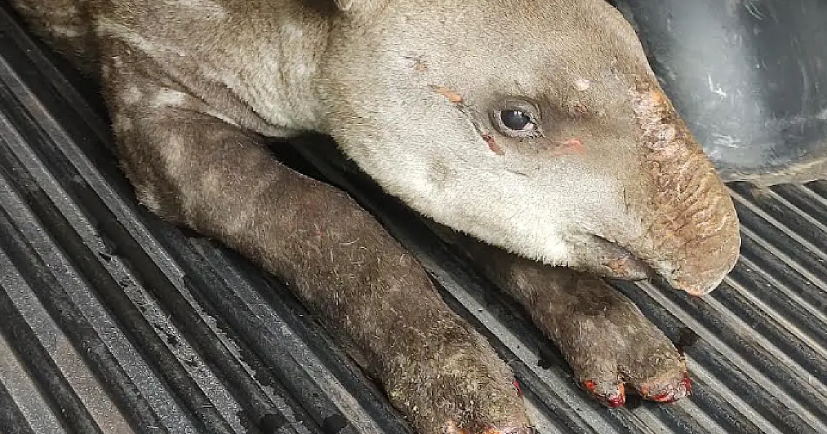 Tamanduá-bandeira resgatado com queimaduras não sobrevive; anta segue em tratamento