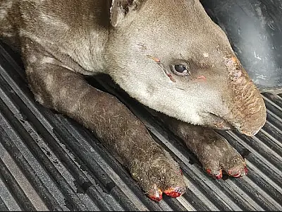 Tamanduá-bandeira resgatado com queimaduras não sobrevive; anta segue em tratamento