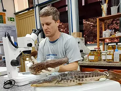 Pesquisa analisa presença do pintado nos rios de Mato Grosso do Sul