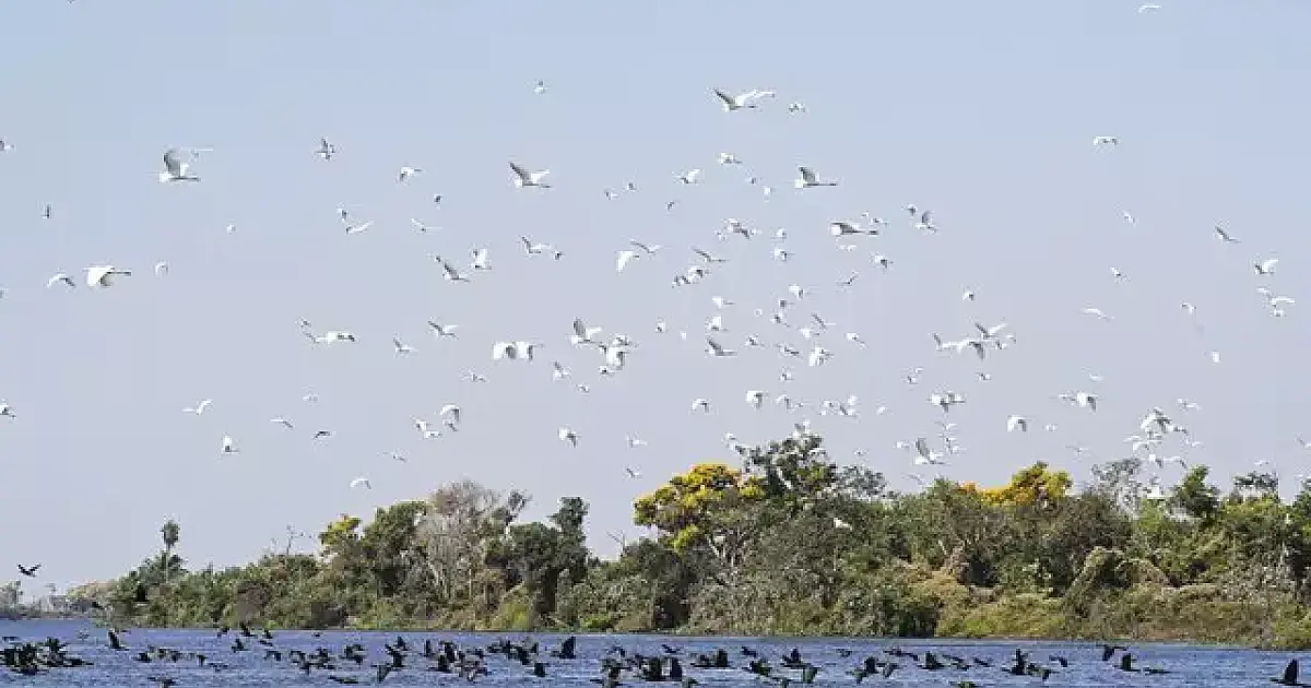 Lei do Pantanal passará a valer no dia 18 de fevereiro já com regulamentação